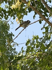 Pycnonotus leucotis