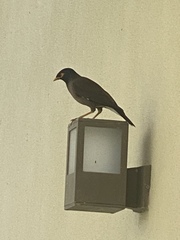 Acridotheres tristis