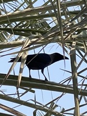 Corvus splendens