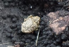 Ceutorhynchus pallidactylus