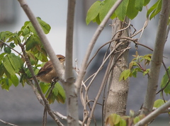 Lanius bucephalus
