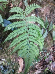 Athyrium delavayi subrigescens