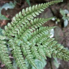 Athyrium delavayi subrigescens