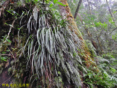 Haplopteris flexuosa