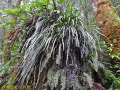 Haplopteris flexuosa