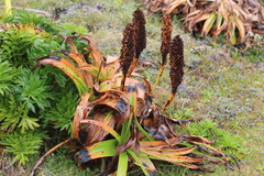 Bulbinella rossii