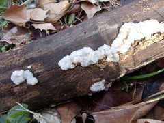 Exidia thuretiana