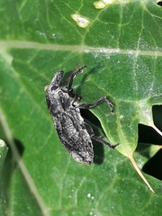 Temnorhinus mendicus