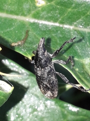 Temnorhinus mendicus