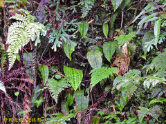Collabium formosanum