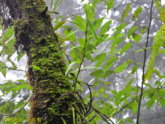 Dendrobium moniliforme