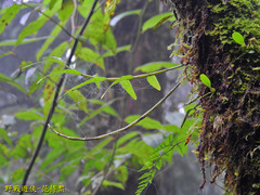 Dendrobium moniliforme
