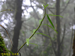 Dendrobium moniliforme