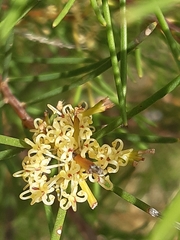 Hakea nodosa