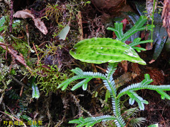 Collabium formosanum