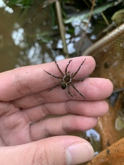 Dolomedes mizhoanus