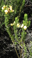Cyclopia pubescens