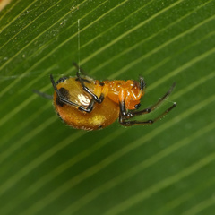 Hypsosinga holzapfelae