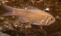 Optivus agastos