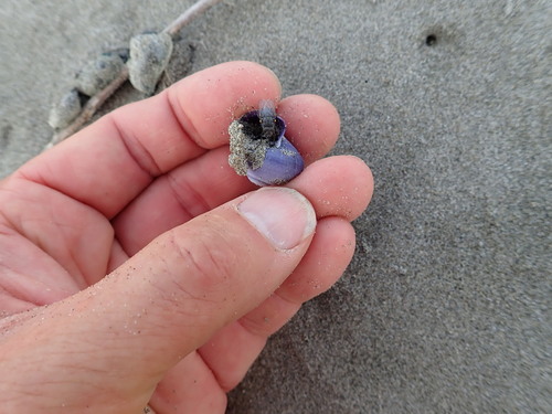 photo of Violet Sea Snail (Janthina janthina)