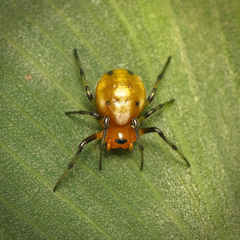 Hypsosinga holzapfelae