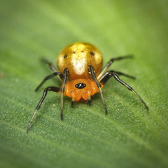 Hypsosinga holzapfelae