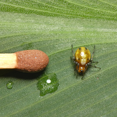 Hypsosinga holzapfelae