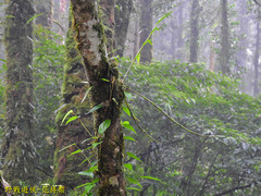 Dendrobium moniliforme