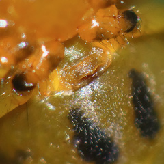 Hypsosinga holzapfelae