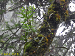 Dendrobium moniliforme
