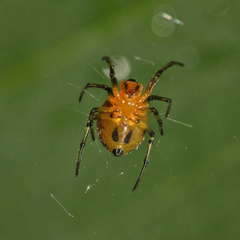 Hypsosinga holzapfelae