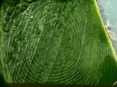 Hypsosinga holzapfelae