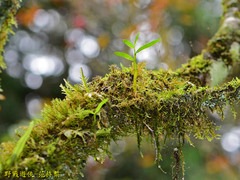 Dendrobium moniliforme