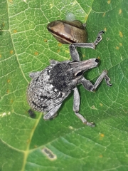 Temnorhinus mendicus