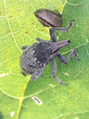 Temnorhinus mendicus