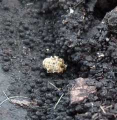 Ceutorhynchus pallidactylus