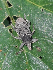 Temnorhinus mendicus