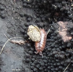 Ceutorhynchus pallidactylus