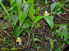 Calanthe densiflora