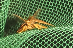 Euproctis punctifera