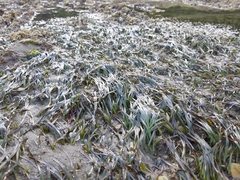 Zostera muelleri