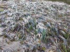 Zostera muelleri