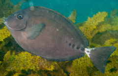 Sixplate Sawtail photo 3