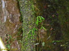 Dendrobium moniliforme