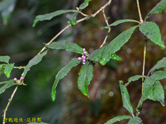 Callicarpa randaiensis