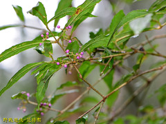 Callicarpa randaiensis