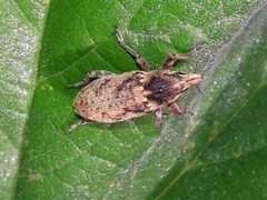 Temnorhinus mendicus
