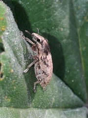 Temnorhinus mendicus