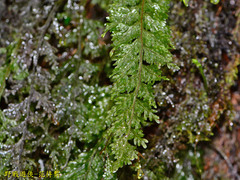 Hymenophyllum badium