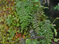 Hymenophyllum badium